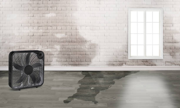 Best Water damage cleanup near me  in Morton, WA